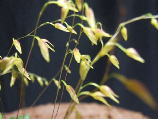 Pleurothallis grobyi