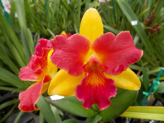 Pot. Burana Beauty 'Buenaflor' Kawamoto Orchids