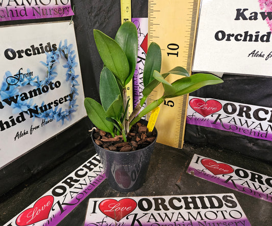 Pot. Burana Beauty 'Buenaflor' KON