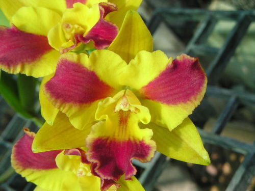 Pot. Burana Beauty 'Burana' HCC/AOS Kawamoto Orchids