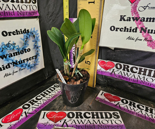 Pot. Burana Beauty 'Burana' HCC/AOS KON