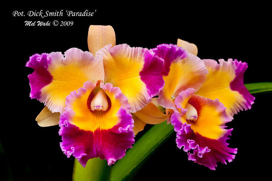 Pot Dick Smith Paradise Kawamoto Orchids