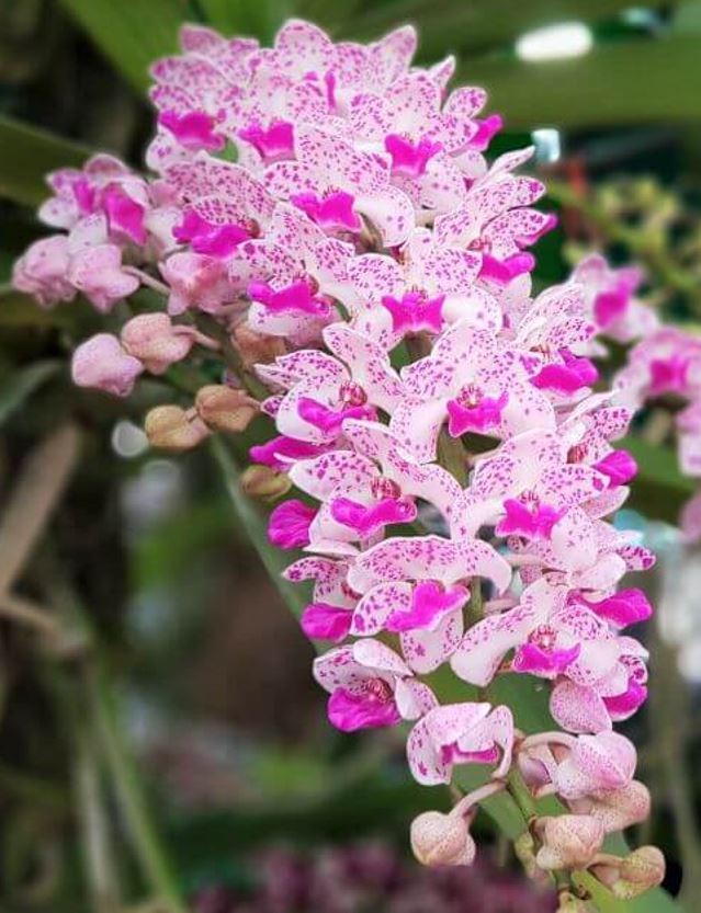 Rhynchostylis gigantea (Pink Spots x self)