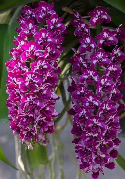 Rhynchostylis gigantea (Red x Pink)