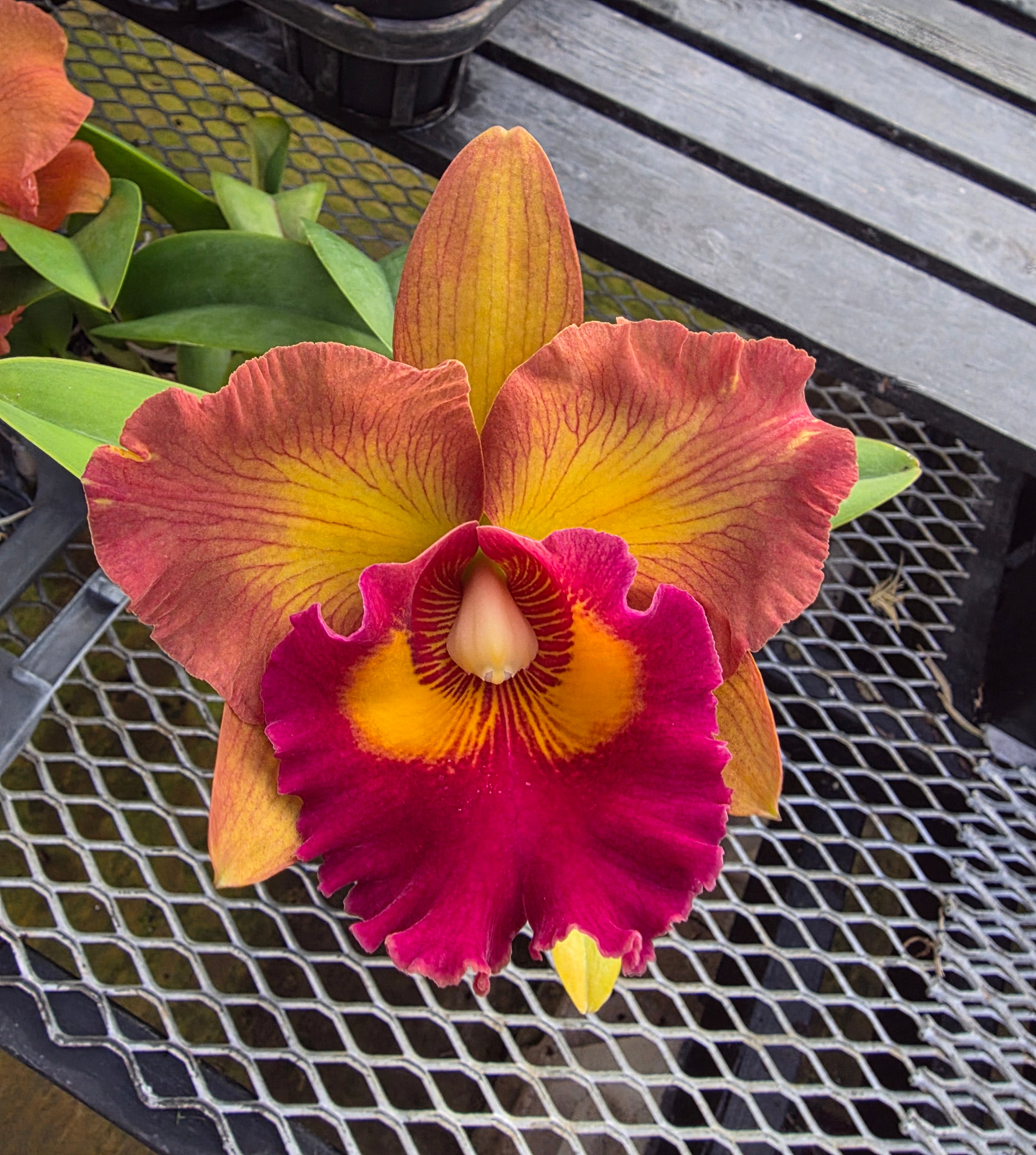 rouchi 花魁 Rlc. Nakornchaisri Delight #2 – Kawamoto Orchid Nursery