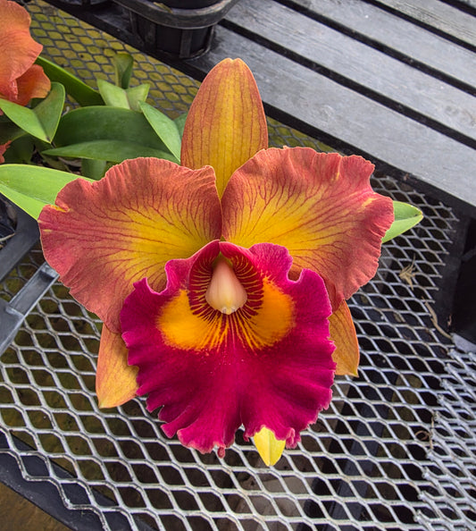 nakornchaisri delight 2 KON