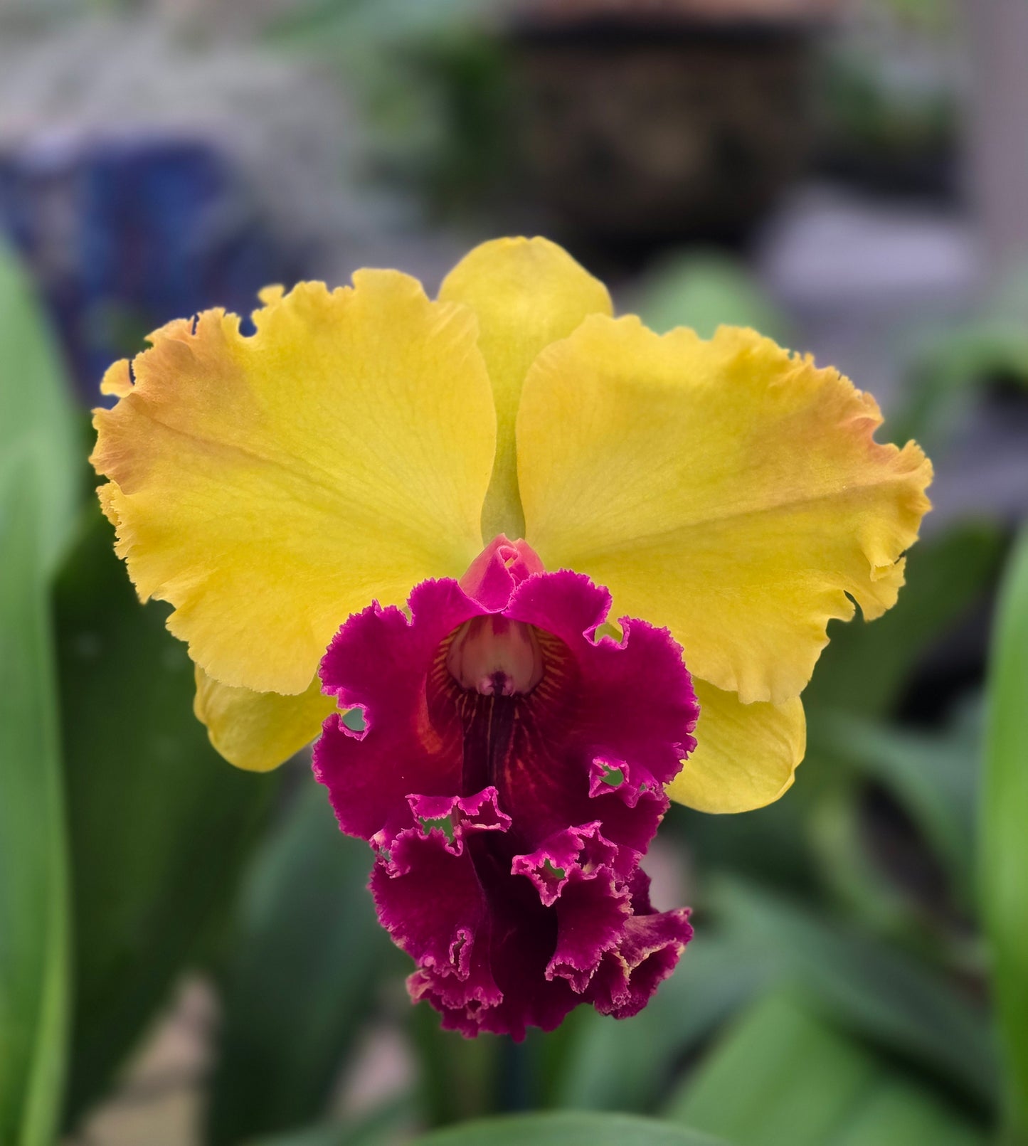 Rlc. Thongsuphan Gold x Rlc. Suvarnabhumi Magic 5" Pot