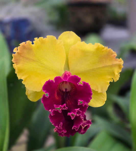 Rlc. Thongsuphan Gold x Rlc. Suvarnabhumi Magic 5" Pot