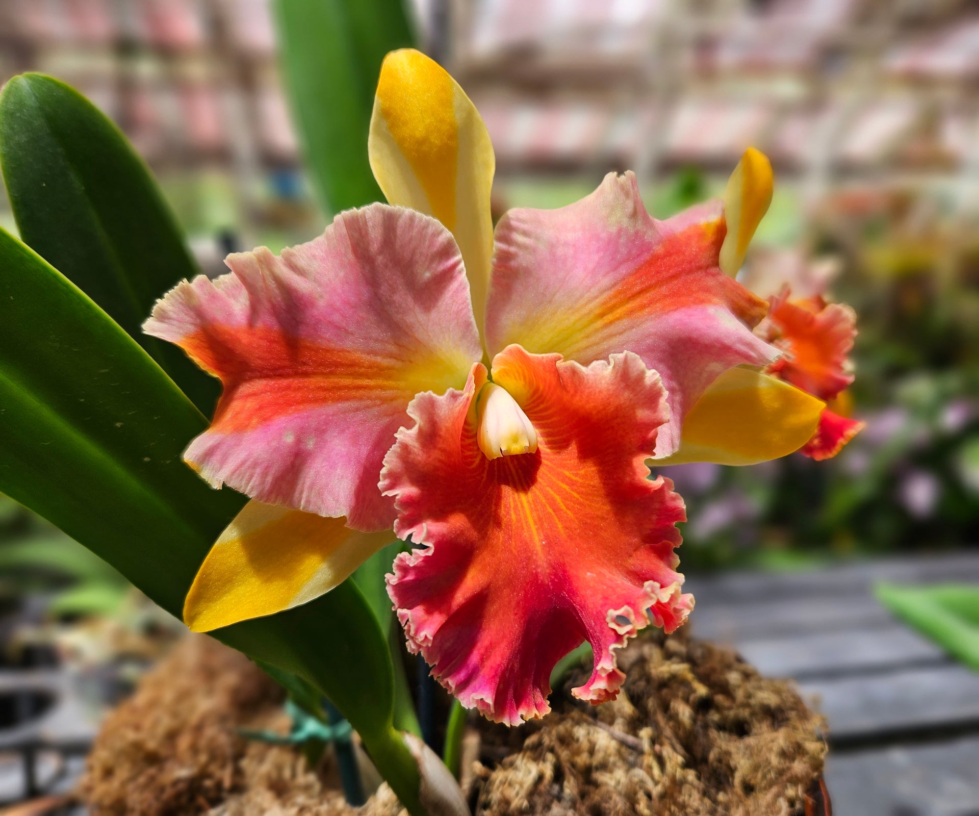 cattleya orchid plants for sale Rlc. Amazing Thailand 'Rainbow' – Kawamoto Orchid Nursery