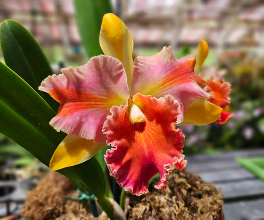 Rlc. Amazing Thailand 'Rainbow'