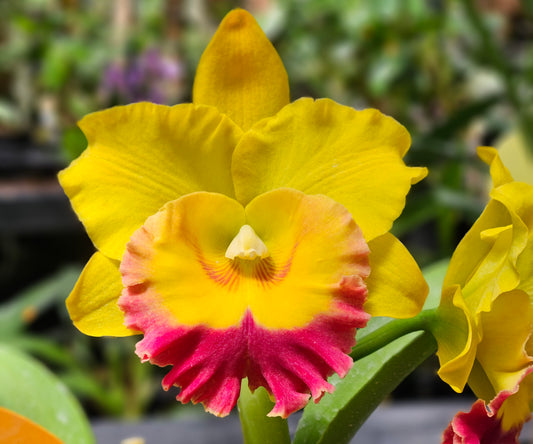 Chomthong Delight 'Jocelyn' (Rhyncholaeliocattleya Haadyai Delight × Rhyncholaeliocattleya Chunyeah)