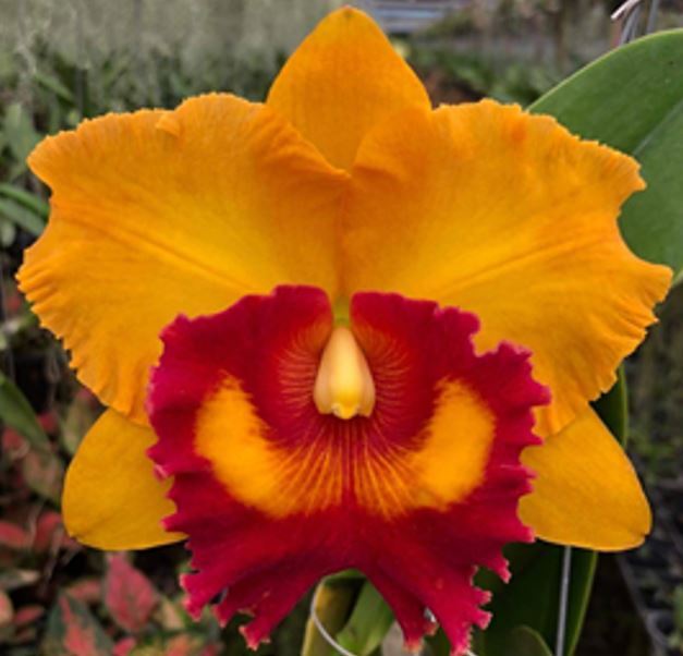 Rlc. Nakornchaisri Delight #3 (Yen Twenty Four Carat x Blc. Chunyeah)