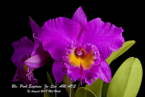 Blc. Pink Empress "Ju-Sen" AM/AOS (Bc. Mount Hood x Bryce Canyon)