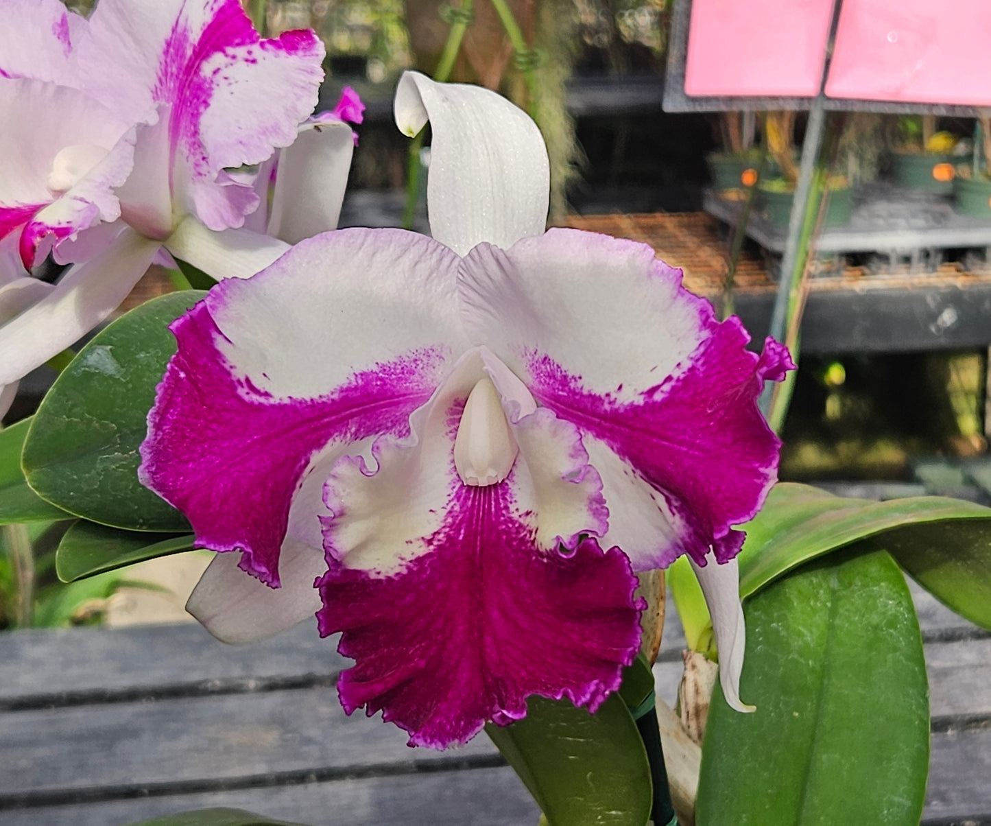 Rlc. Shinfong Little Boy 'Gizmo' (Rth. Hsinying Catherine x C. Mem. Robert Strait)