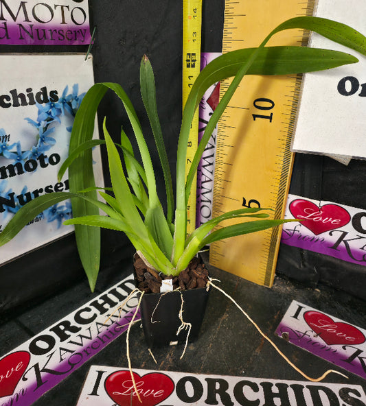 Onc. Sharry Baby 'Sweet Fragrance' AM/AOS
