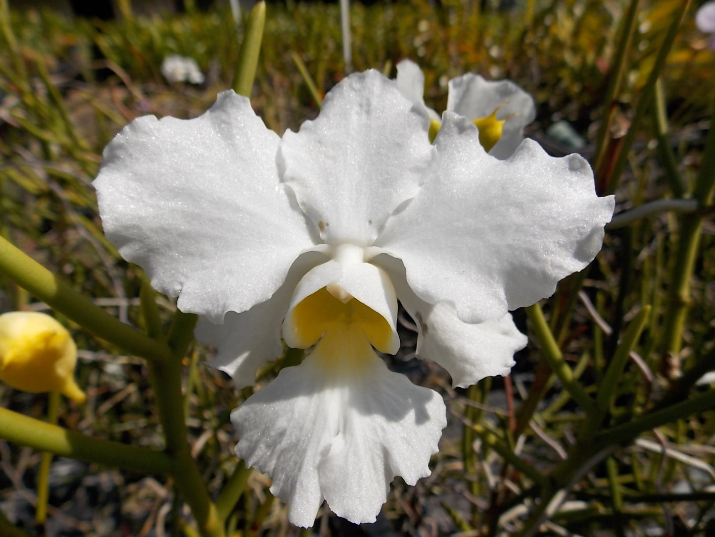 Vanda Miss Joaquim 'Diana'