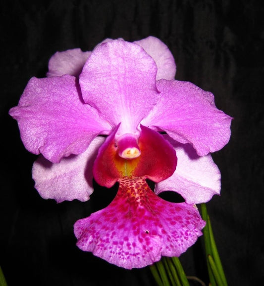 Vanda Miss Joaquim 'Douglas'