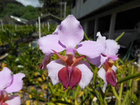 Vanda tricuspidata