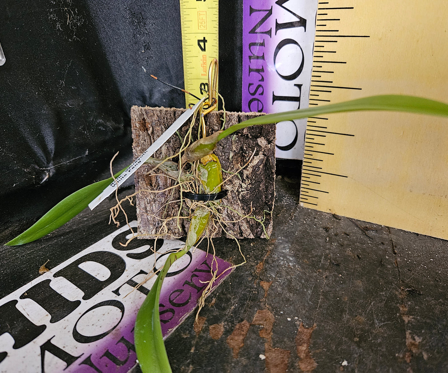 Bulbophyllum Worayuth White Fang (Bulb. lepidum x Bulb. medusae)