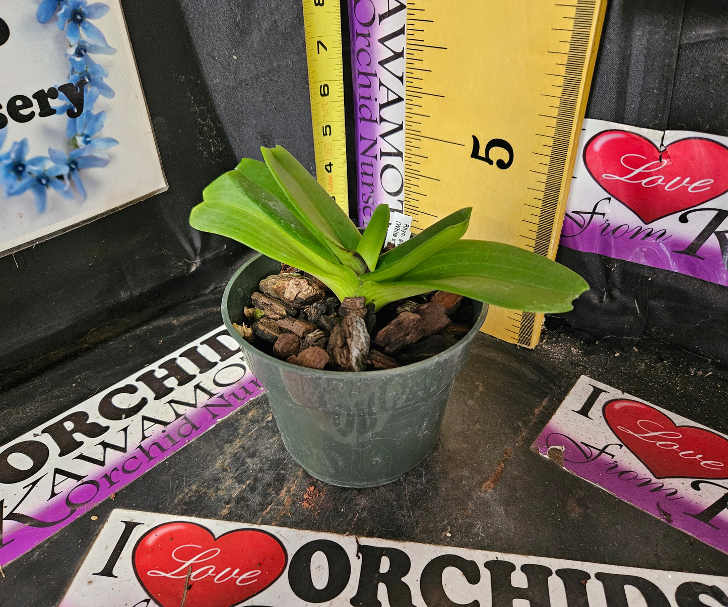 Rhynchostylis gigantea (White x Pink)