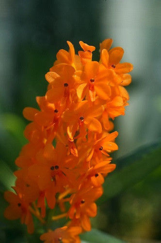 Ascocentrum garayi