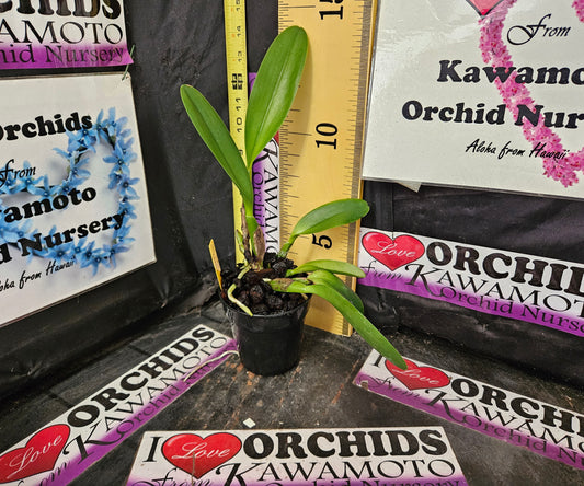 dick smith paradise kon