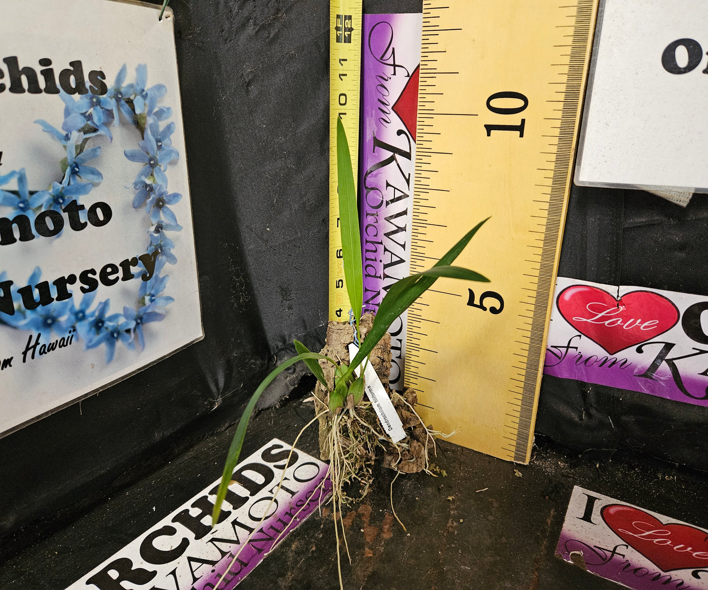 Dendrochilum filiforme