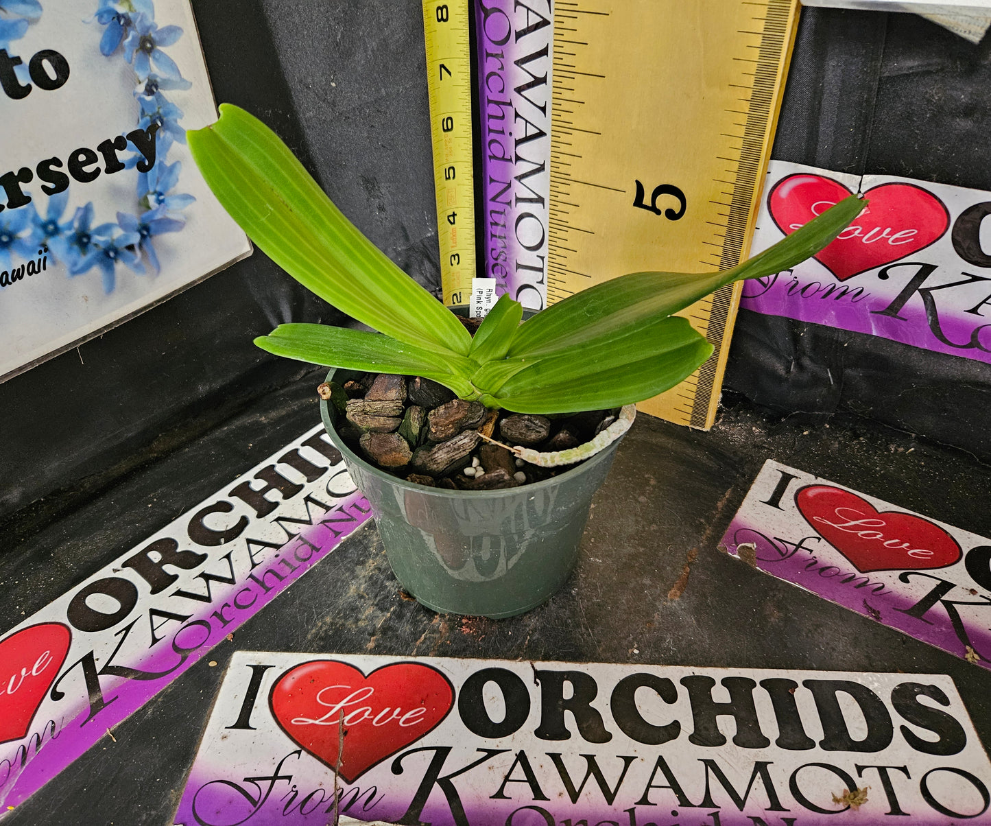 Rhynchostylis gigantea (Pink Spots x self)