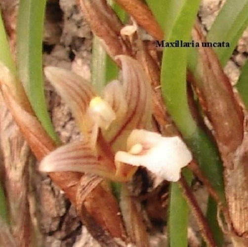 Maxillaria uncata