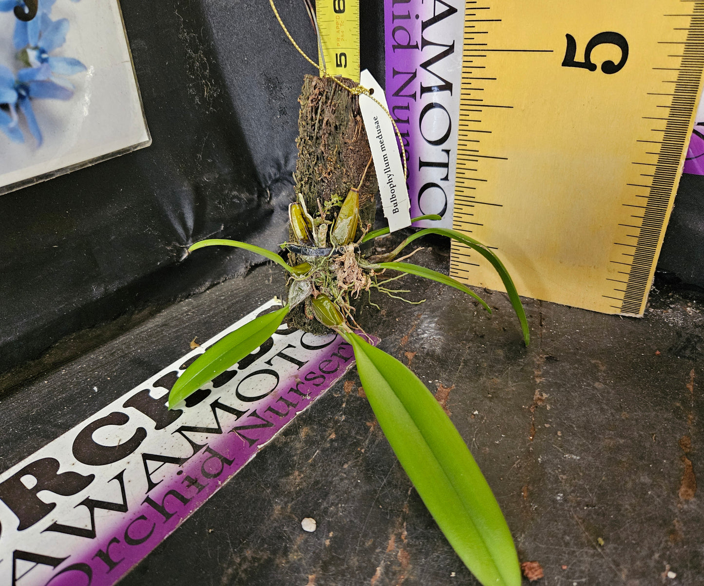 Bulbophyllum (Cirr.) medusae x self