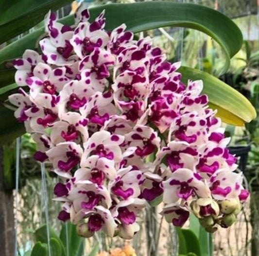 Rhynchostylis gigantea (Cartoon x Pink spots)