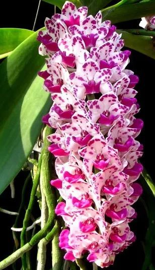 Rhynchostylis gigantea (White x Pink)