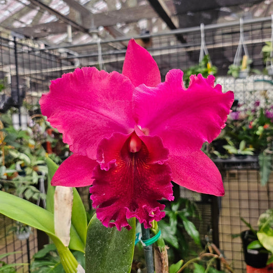 rlc. nadia song kawamoto orchids